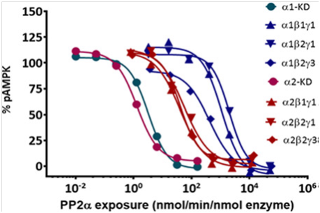 Phosphatase (PP2Aα) sensitivity of AMPK isoforms
