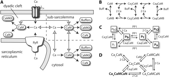 Saucerman and Bers 2008.jpg
