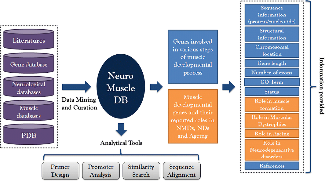 NeuroMuscleDB Scheme.png