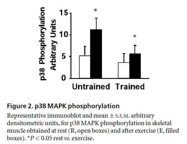 p38 MAPK phosphorylation