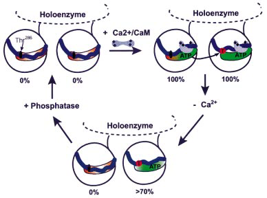 The autophosphorylation of CaMKII requires coincident Ca2+ CaM binding