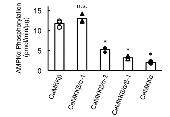 Substrate phosphorylation by CaMKK catalytic domain, including wild-type and chimera mutants