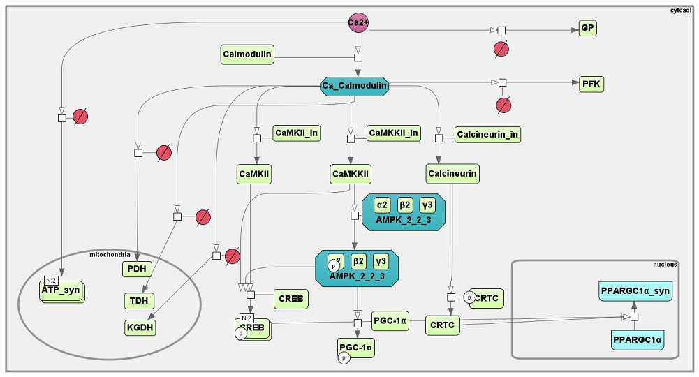 Ca-CaM-AMPK pathway 02 15 2019.png