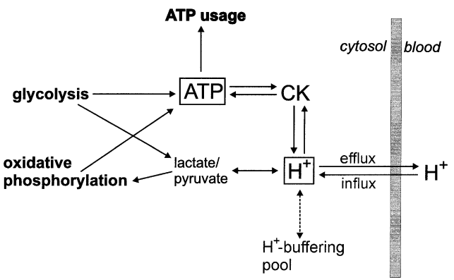 Korzeniewski2004 fig2 model scheme.png