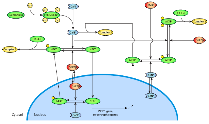 Cui calcium 2008.png