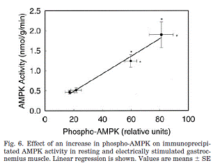 AMPK activity vs phosphorylation (rat muscle)
