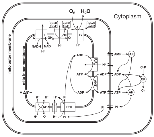 Wu etal 2007 fig6 model scheme.png
