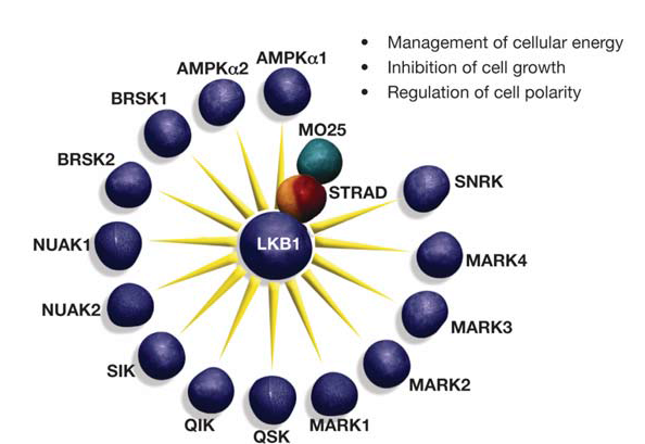 Activation of the AMPK-related kinases by LKB1