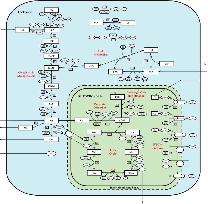 Li etal 2009 fig9 model scheme.png