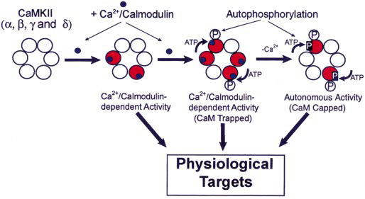 CaMKII undergoes multiple autoregulatory states