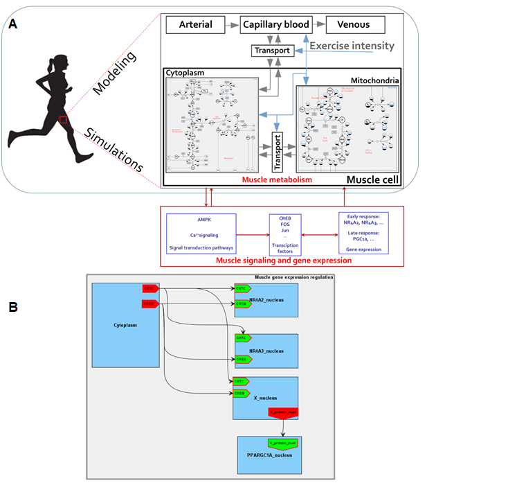 General model overview to wiki.png