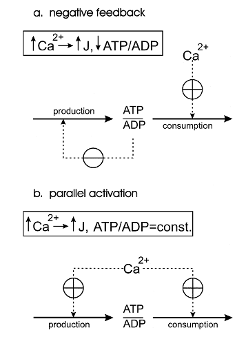 Korzeniewski1998 fig1 mechanisms ATP concentration.png