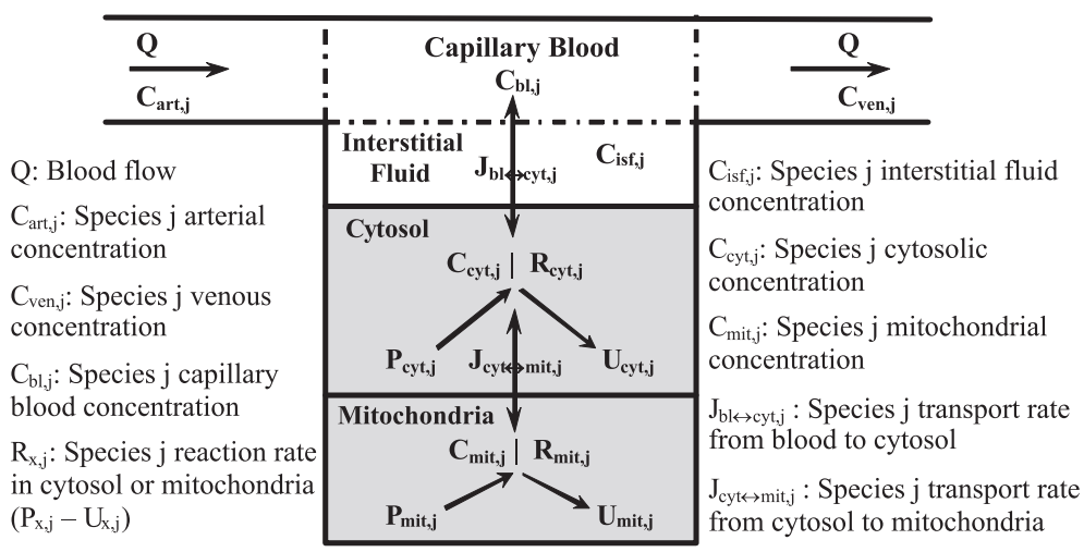 Li etal 2009 fig8 model scheme.png