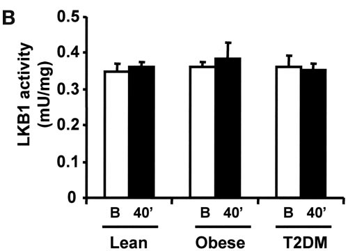 LKB1 activity, human vastus lateralis muscle, pmol/mg/min