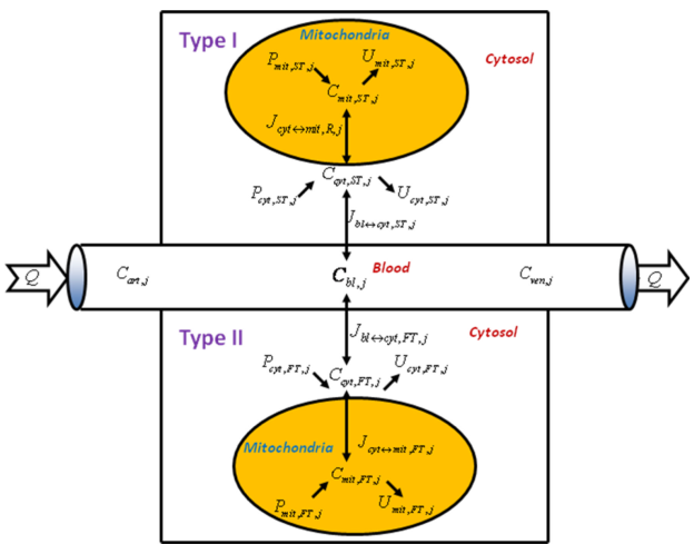 Li etal 2012 fig11 model scheme.png