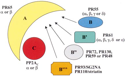 Structure of PP2A