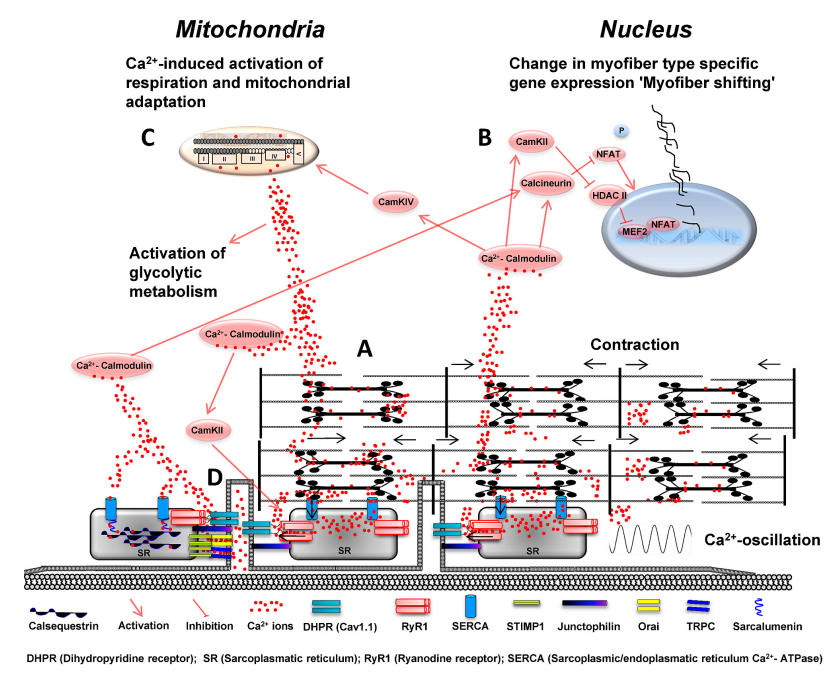 Gehlert etal 2015 Figure 1.png