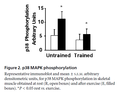 P38 MAPK phosphorylation (Yu 2003).png