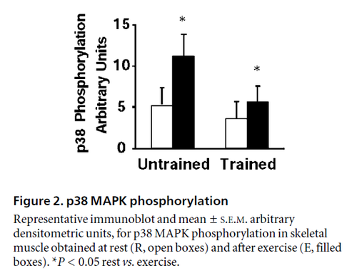 p38 MAPK phosphorylation