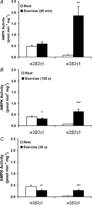 AMPK α2/β2/γ3 activity at rest and after exercise