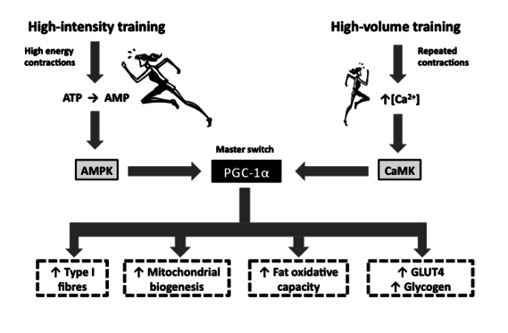 Simplified model of AMPK and CaMK signaling pathways