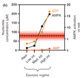AMPK activity in exercising human skeletal muscle (Oakhill 2012).png