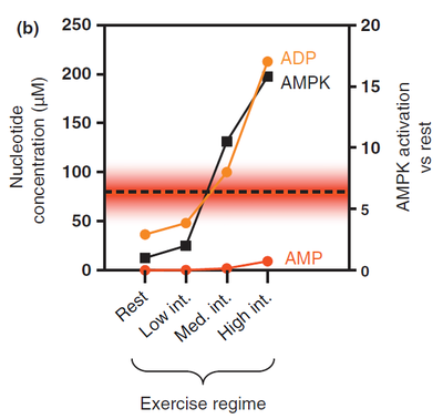 AMPK activity in exercising human skeletal muscle (Oakhill ‎2012)