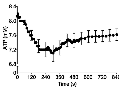 Changes in intramuscular ATP during the 240 s trial and 10 minutes of recovery