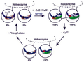 CaMKII, Hudmon 2002, The autophosphorylation of CaMKII requires coincident Ca2+ CaM binding.png