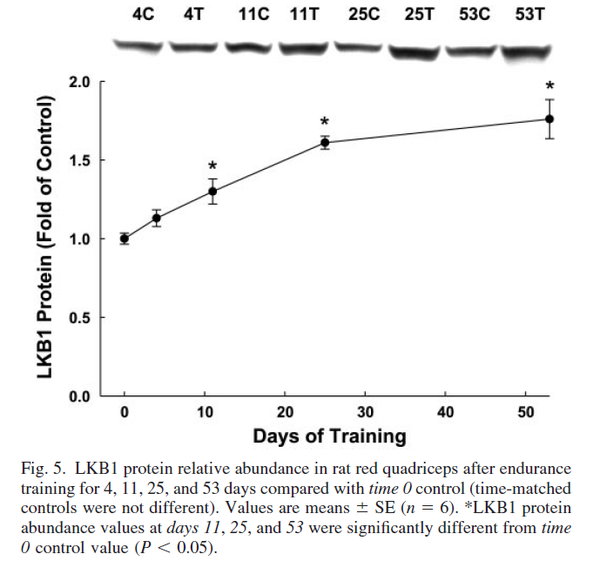 LKB1 protein relative abundance in rat red quadriceps after endurance training for 4, 11, 25, and 53 days