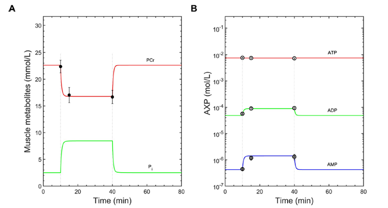 Recovery dynamics for ATP, ADP, AMP (model)
