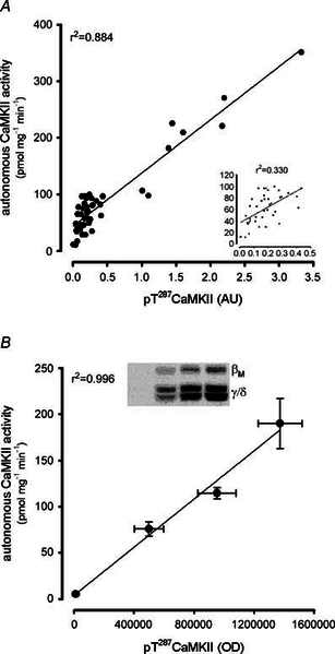 File:CaMKII, Rose 2006, In vitro autonomous Ca2+–calmodulin-dependent protein kinase II activity.png