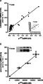 CaMKII, Rose 2006, In vitro autonomous Ca2+–calmodulin-dependent protein kinase II activity.png
