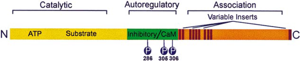 Linear diagram of a prototypical CaMKII subunit