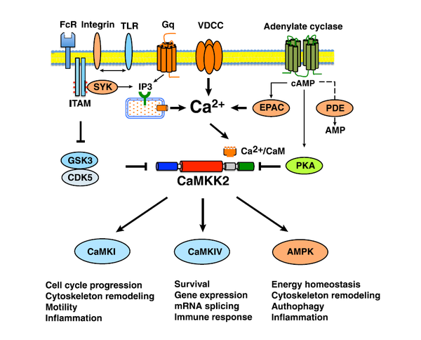 CaMKK2 functions as a molecular hub to regulate critical cell functions