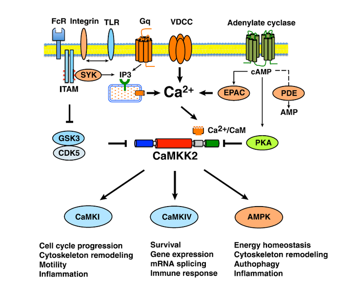 File:CaMKK2 functions as a molecular hub to regulate critical cell functions (Racioppi 2012).png