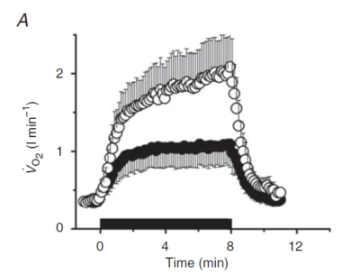 The time course of muscle VO2 during and after cessation of exercise