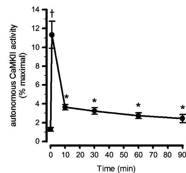 Effect of exercise duration on skeletal muscle lysate Ca2+–calmodulin-dependent protein kinase II activity