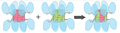 CaMKII, Bhattacharyya 2016, Subunit exchange in CaMKII-b.png