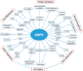 AMPK Downstream General.png