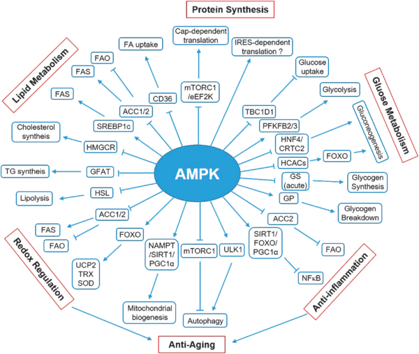 AMPK Downstream General
