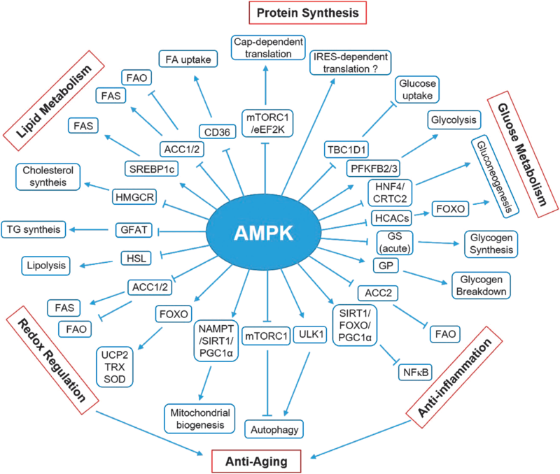 AMPK Downstream General