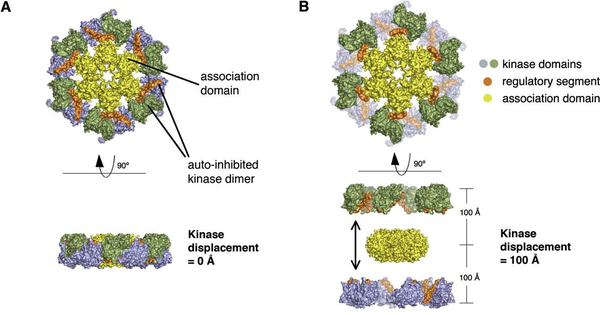 The holoenzyme model