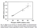 AMPK activity vs phosphorylation (mouse).png