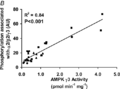 AMPK y3 activity after exercise Birk 2006.png