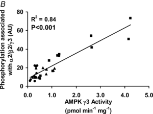 AMPK y3 associated activity after exercise (Birk 2006)