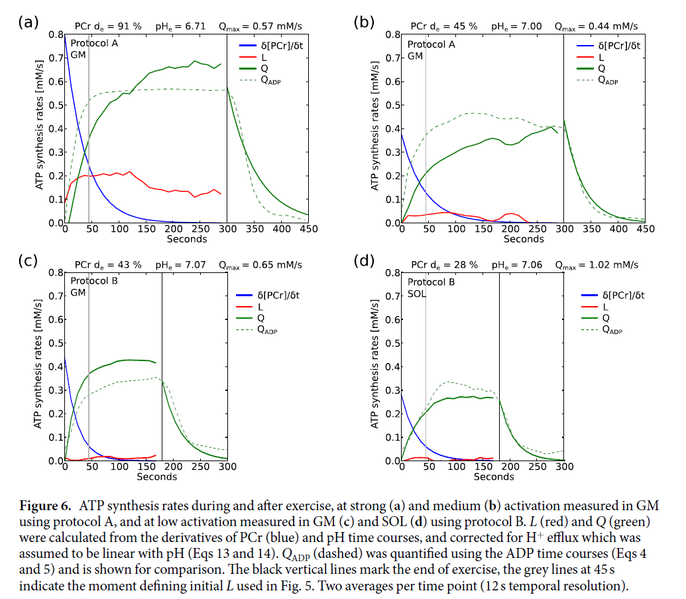 File:Fiedler 2016, Skeletal muscle ATP synthesis and cellular H+ handling F6.png