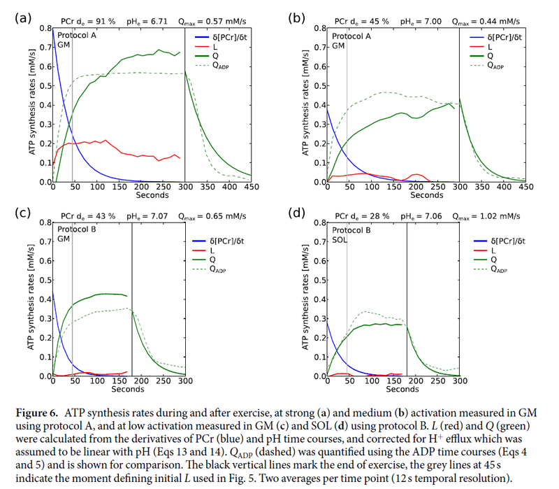 Recovery dynamics for ADP and ATP synthesis rates after exercise at 40% maximum voluntary contraction (MVC)