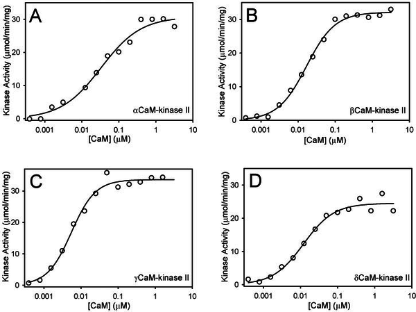 Dependence of CaM-kinase II activity on CaM