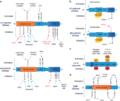 AMPK Structure with regulation sites.png